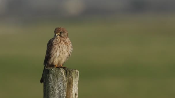 Cernícalo Caza Falco Tinnunculus Posado Poste Madera Día Ventoso — Vídeos de Stock