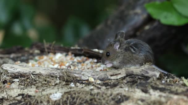 Bebê Selvagem Bonito Wood Mouse Apodemus Sylvaticus Comendo Sementes Sentadas — Vídeo de Stock