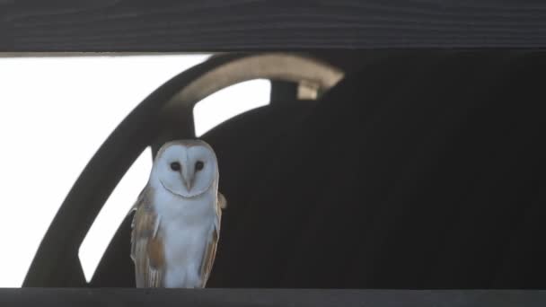 Потрясающий Сарай Owl Tyto Alba Застрял Крыше Фермерского Здания — стоковое видео