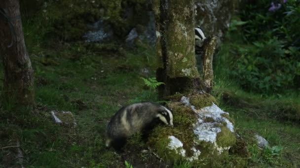 Badgers Meles Meles Mencari Makan Hutan Dataran Tinggi Skotlandia Pada — Stok Video