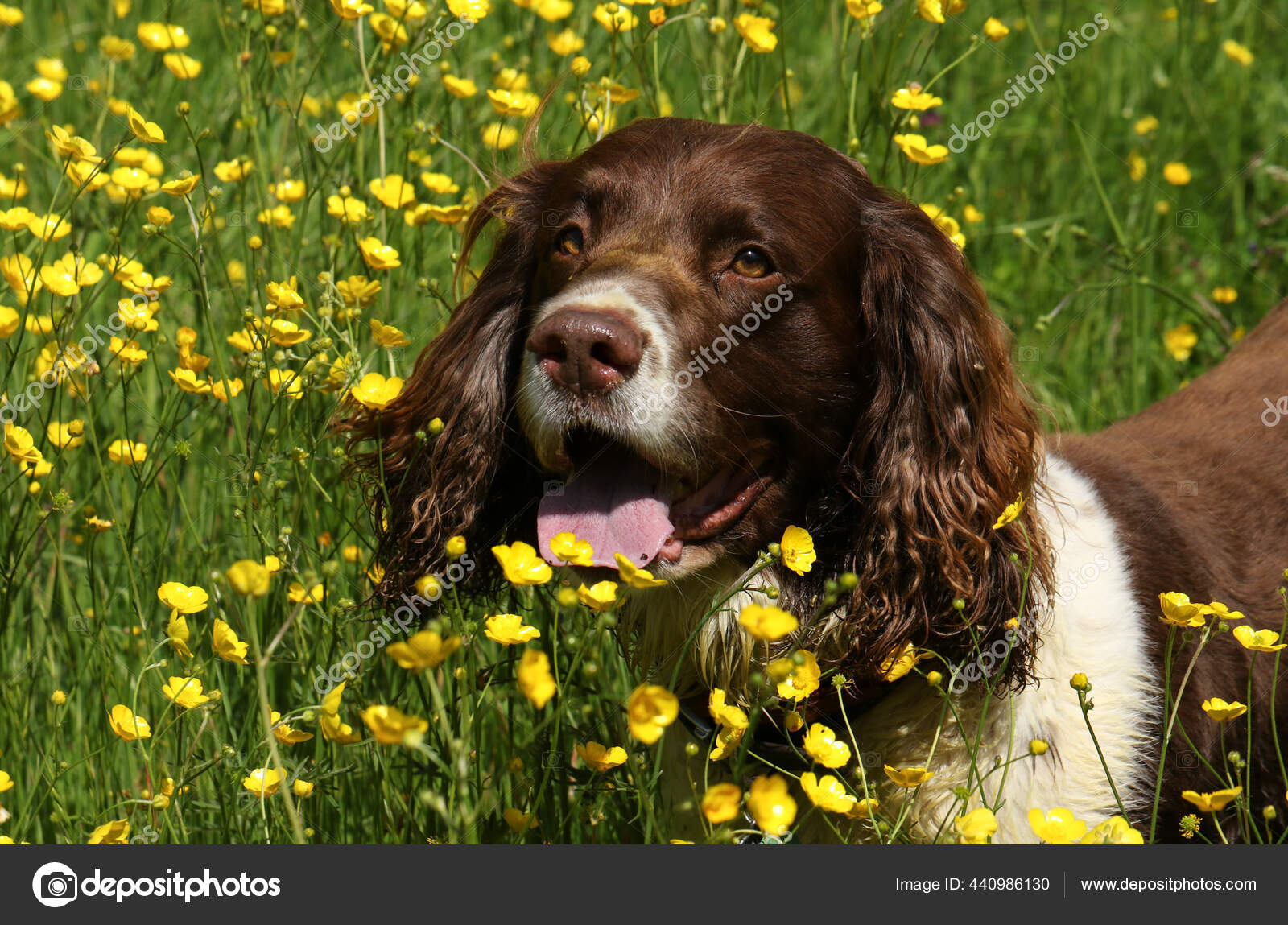 Fotos de Pasto, Charlie., Pradera, Lindo Perro, Lindo. - Imagen de ©  sstandbridge@btinternet.com #440986130