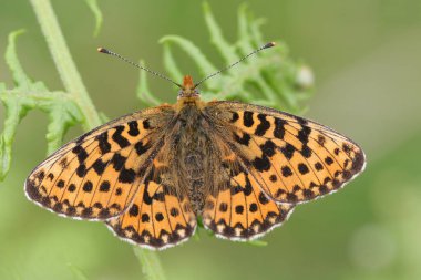 İnci kenarlı Fritillary Butterfly (Boloria euphrosyne) ve brakken üzerinde açık kanatları vardır..
