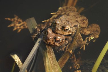 Gölette çiftleşen bir çift kurbağa (Bufo bufo).