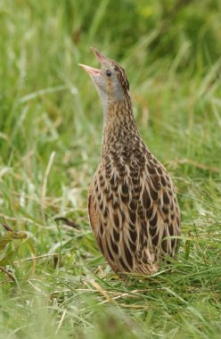 A secretive rare rasping Corncrake (Crex crex) in the rain on the Isle of Iona, Scotland.