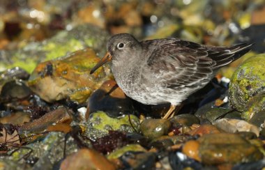 Büyüleyici bir Mor Çulluk (Calidris maritima) İngiltere kıyılarında kıyı şeridi boyunca beslenir..