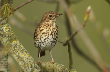 Güzel bir Song Thrush (Turdus philomelos) bir ağacın dalına tünemiş..