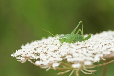 Güzel benekli bir çalılık-cırcır böceği, Leptophyes punctatissima, ormanın kenarında bir çiçeğin üzerinde oturuyor..