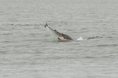 A Bottlenose Dolphin (Tursiops truncatus) eating a fish (salmon, Salmo salar), at the Moray Firth, Highlands, Scotland.