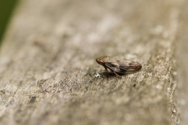 A Common Froghopper bug, Philaenus spumarius, perched on a  wooden fence at the edge of a meadow.