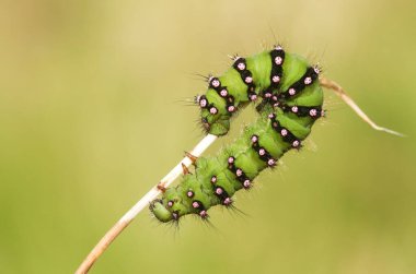 Bir çimen sapı üzerinde bir İmparator Güve Tırtıl (Saturnia pavonia).