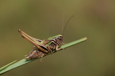 A rare Bog Bush Cricket, Metrioptera brachyptera, resting on a blade of grass.