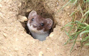 Bir gelincik (Mustela erminea) avlanırken yerdeki bir delikten dışarı çıkar..