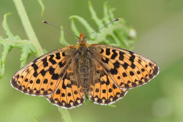 Pearl Bordered Fritillary Butterfly Boloria Euphrosyne Open Wings Perched Bracken — Stock Photo, Image