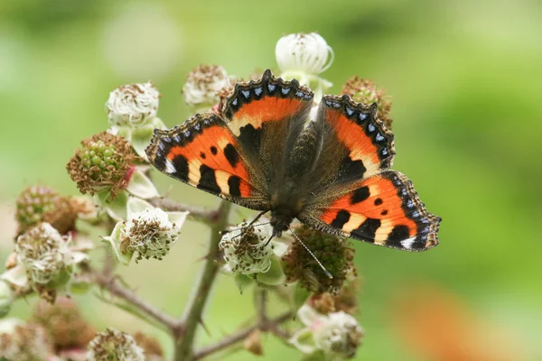 Pretty Small Tortoiseshell Butterfly Aglais Urticae Nectaring Blackberry Flowers — Stock Photo, Image