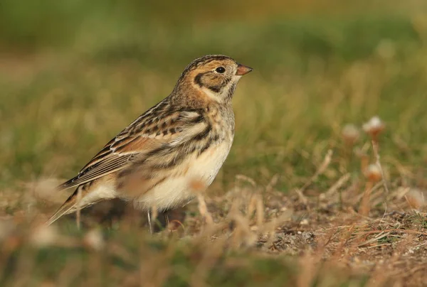 Eine Seltene Lapplandammer Calcarius Lapponicus Ernährt Sich Von Samen Gras — Stockfoto