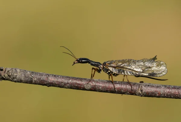 Serpent Rhapidioptera Marchant Long Une Brindille Les Couleuvres Sont Rarement — Photo