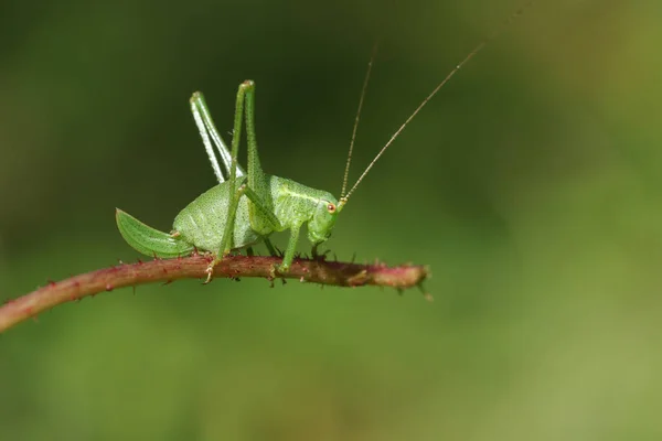Beautiful Speckled Bush Cricket Leptophyes Punctatissima Perched Stick — Stock Photo, Image