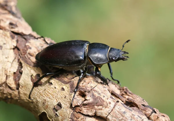 Magnificent Rare Female Stag Beetle Lucanus Cervus Walking Dead Log — Stock Photo, Image