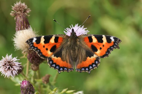 Pretty Small Tortoiseshell Butterfly Aglais Urticae Nectaring Thistle Flower — Stock Photo, Image