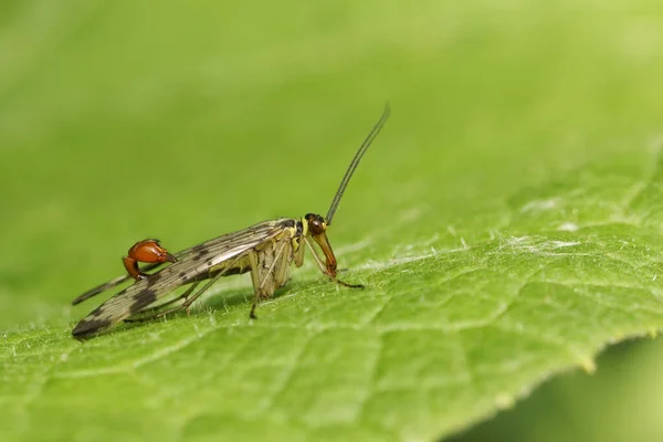 Male Scorpion Fly Panorpa Communis Perched Leaf — Stock Photo, Image