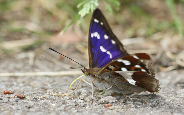 A rare Purple Emperor Butterfly, Apatura iris, feeding on minerals on the ground.