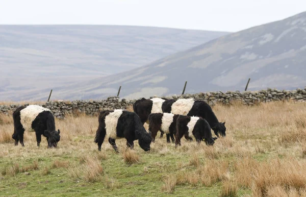 Ngiltere Nin Durham Kentindeki Bir Çayırda Otlayan Kuşaklı Galloway Neklerinin — Stok fotoğraf