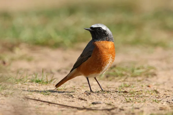 Beau Redstart Mâle Phoenicurus Phoenicurus Chassant Sur Sol Pour Les — Photo