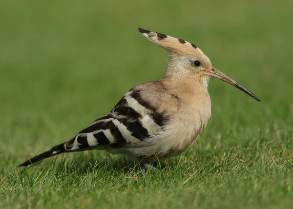 Egy Csodálatos Hoopoe Upupa Epops Táplálkozás Egy Mezőn Egyesült Királyságban — Stock Fotó