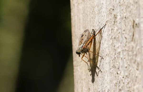 Une Mouche Snipe Rhagio Scolopaceus Perchée Sur Une Clôture Bois — Photo