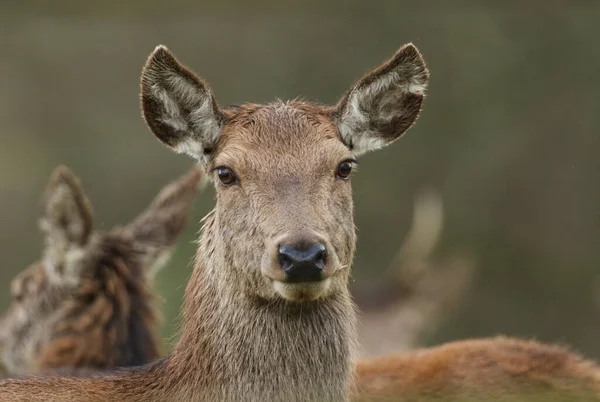 Head Shot Pretty Female Red Deer Cervus Elaphus Feeding Field — Foto Stock
