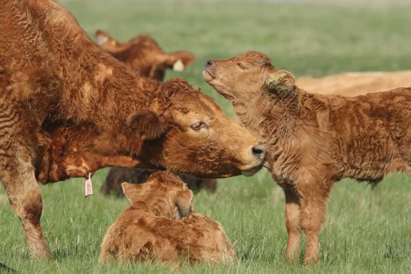 Cute Baby Calf Enjoying Its Mums Grooming Another Sweet Baby — Stok fotoğraf