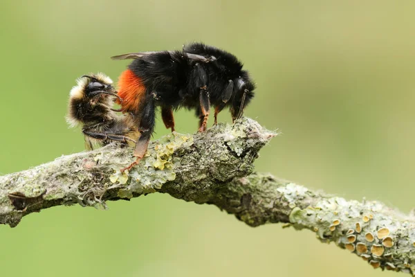 Ein Paarendes Paar Wunderschöner Rotschwanzhummeln Bombus Lapidarius Auf Einem Mit — Stockfoto