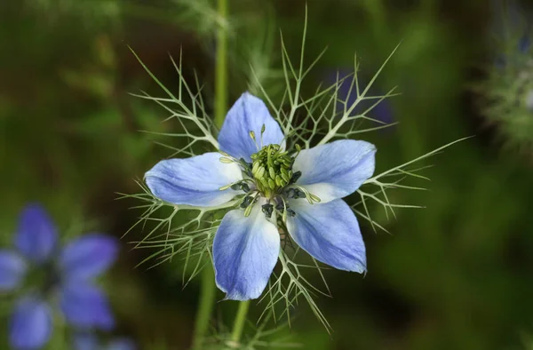 Güzel bir sisli aşk ya da Nigella, Nigella damascena, çiçek.