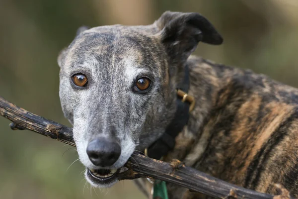 Cute Head Shot Magnificent Brindle Coloured Greyhound Canis Lupus Familiaris — Stok fotoğraf
