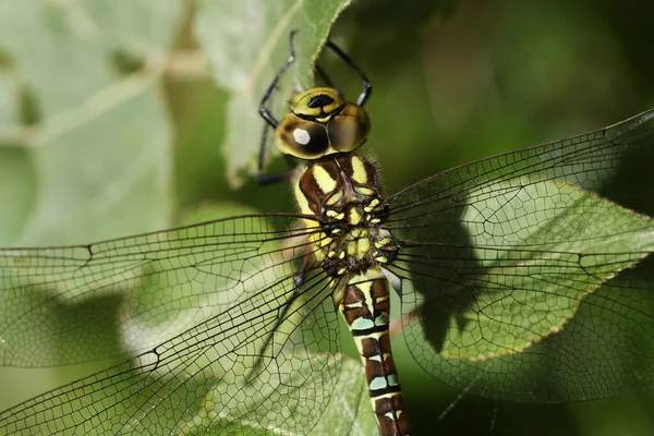 Een Foto Van Een Mooie Southern Hawker Dragonfly Aeshna Cyanea — Stockfoto