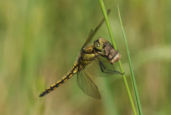 Black Tailed Skimmer Dragonfly Orthetrum Cancellatum Perching Grass Eating Large — Stockfoto