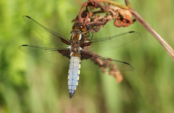 Stunning Broad Bodied Chaser Libellula Depressa Perching Plant — 스톡 사진