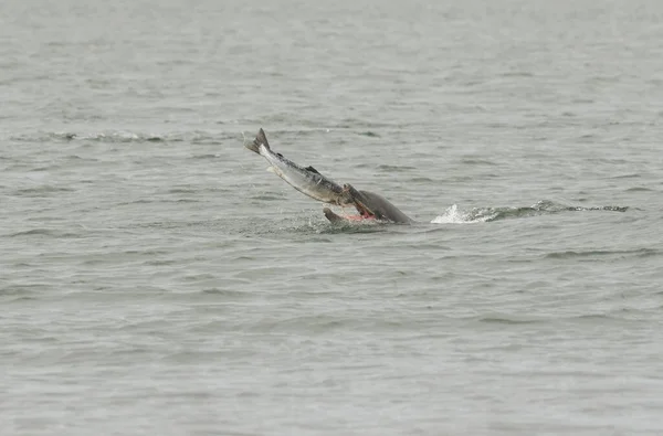 A Bottlenose Dolphin (Tursiops truncatus) eating a fish (salmon, Salmo salar), at the Moray Firth, Highlands, Scotland.