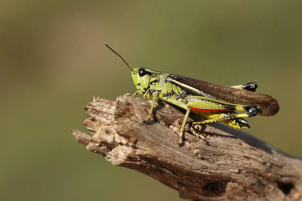 Rare Male Large Marsh Grasshopper Stethophyma Grossum Resting Twig — Stockfoto