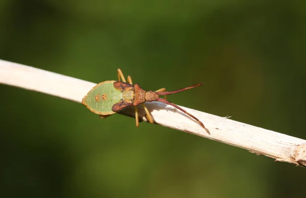 Box Bug Gonocerus Acuteangulatus Usazený Větvičce — Stock fotografie