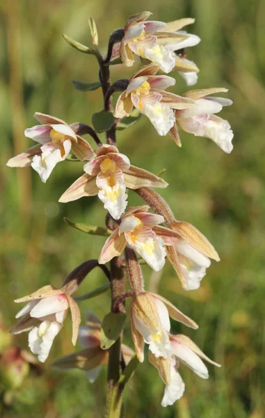 Marsh Helleborine Orchid Epipactis Palustris Som Växer Vilt Storbritannien — Stockfoto