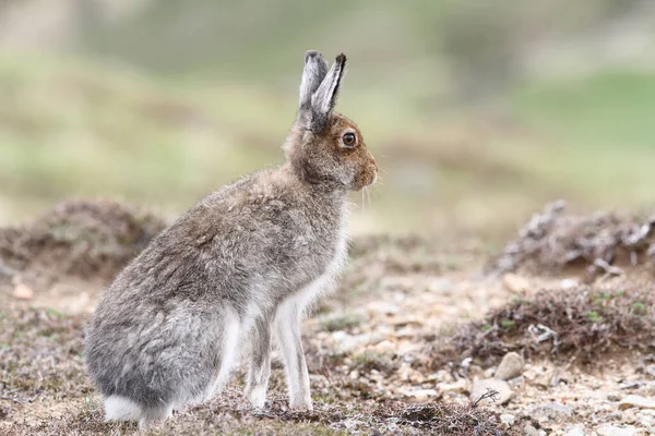 Wspaniały Zając Górski Lepus Timidus Górach Szkocji Brązowym Płaszczu Letnim — Zdjęcie stockowe