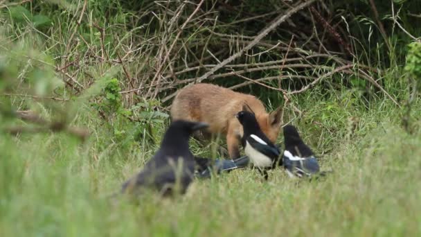 Cute Fox Cub Vulpes Vulpes Feeding Entrance Den Joined Two — Stockvideo