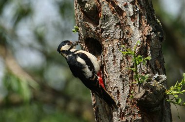 Büyüleyici bir dişi Büyük Benekli Ağaçkakan, Dendrocopos Major, yuva deliğinin kenarına tünemiş, böceklerle dolu bir gagası olan bir söğüt ağacında, yavrularını beslemek üzere..