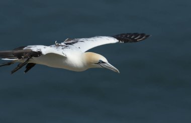 Güzel bir Gannet, Morus Bassanus, Bempton Cliffs, Yorkshire, İngiltere 'de uçuyor..