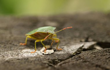 Sıradan bir Yeşil Shieldbug, Palomena prasina, ahşap bir çitte durarak besleniyor.. 