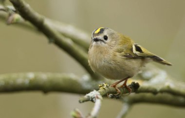 Şirin bir Goldcrest, Regulus, baharda bir ağacın dalına tünemiş. İngiltere 'de Firecrest' ı olan en küçük kuş..