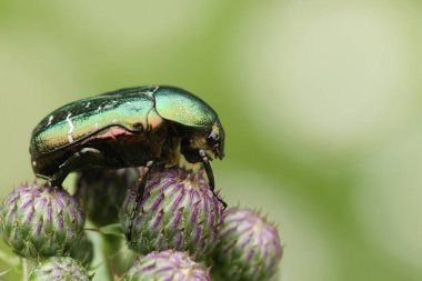 Güzel bir gül hamuru ya da yeşil gül tahtakurusu, devedikeni çiçekleri üzerinde tüneyen Cetonia aurata..