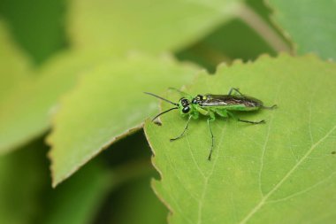 Güzel bir Yeşil Sawfly (Rhogogaster viridis) bir kavak ağacı yaprağında dinleniyor..