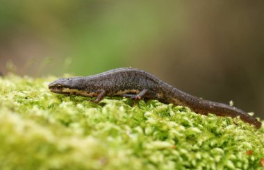 Yaygın bir Newt, Triturus vulgaris. İlkbaharda yosun tutmuş Pürüzsüz Newt olarak da bilinir. Kış uykusundan yeni kalktı ve yumurtlamak için suya doğru yol alıyor..